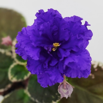 Cajun's Dark Shadows