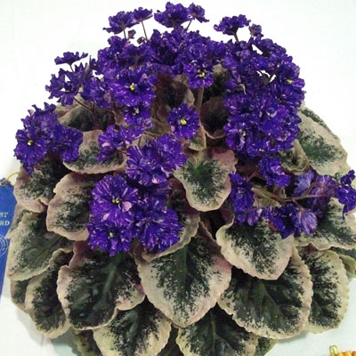 Cajuns Fascinating Fury