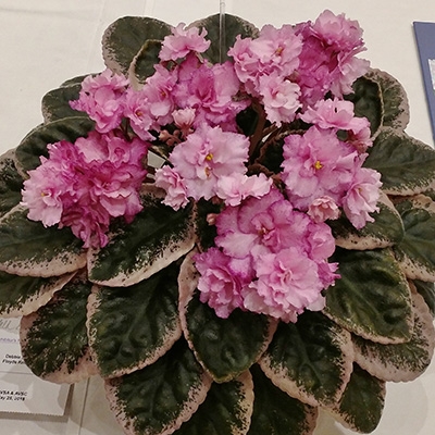 Cajun's Freckleface Kid