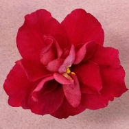 Cajuns Mama Ruby