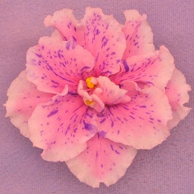 Carnival Confetti 