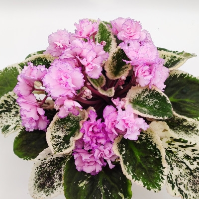 Fredette's Risen Star