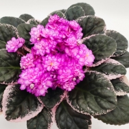 Hunter's Drunken Floozie