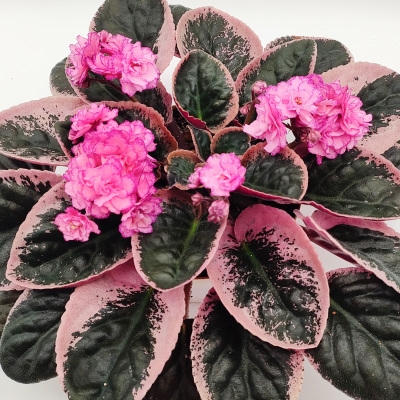 Hunters Similar but Different