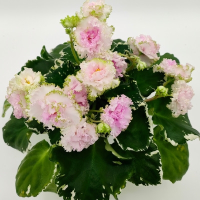 Irish Ruffles