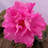 Rebel's Coral Jewel