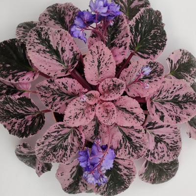 Wrangler's Swinging Blues