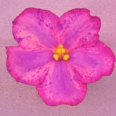 Love Potion 
