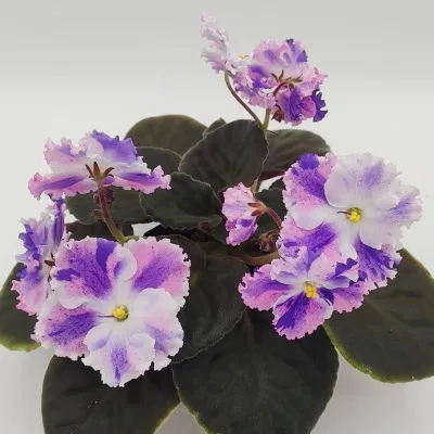 Snow Edelweiss Sport