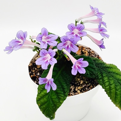 Dale's Baby Bluebirds