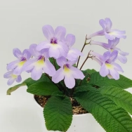 Fernwoods Minuet