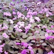 Trailing violets in bloom