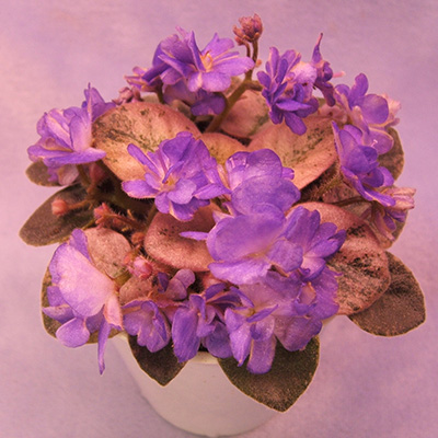 miniature violet