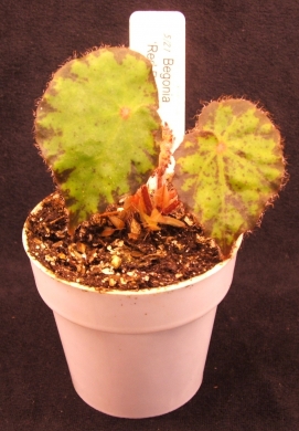miniature begonia